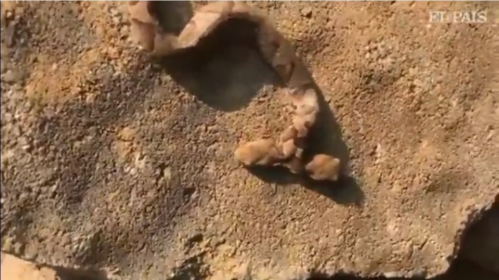 Estados Unidos: encontraron una serpiente de dos cabezas en el patio de una casa