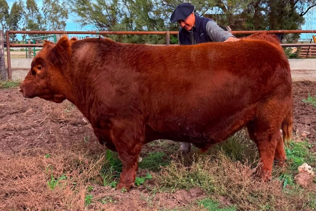El toro Angus Álvaro, protagonista de la venta del 50% por $300 millones.