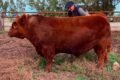 El toro Angus Álvaro, protagonista de la venta del 50% por $300 millones.