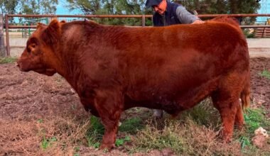 El toro Angus Álvaro, protagonista de la venta del 50% por $300 millones.