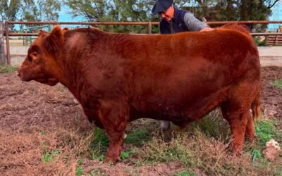 El toro Angus Álvaro, protagonista de la venta del 50% por $300 millones.