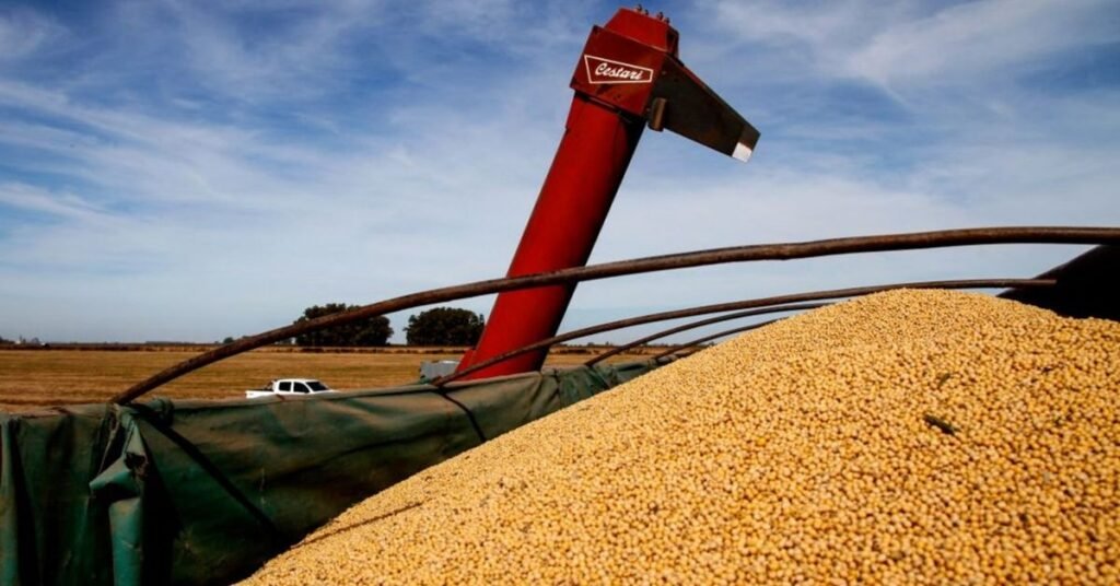 Imagen contextual de granos de soja cargados mediante un elevador agrícola.