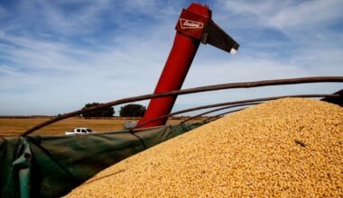 Imagen contextual de granos de soja cargados mediante un elevador agrícola.