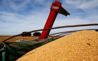 Imagen contextual de granos de soja cargados mediante un elevador agrícola.