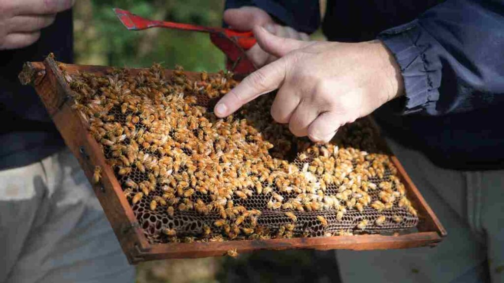 Personas inspeccionan un cuadro de una colmena cubierto de abejas.