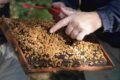 Personas inspeccionan un cuadro de una colmena cubierto de abejas.