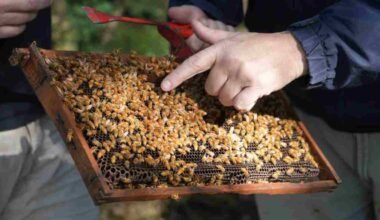Personas inspeccionan un cuadro de una colmena cubierto de abejas.
