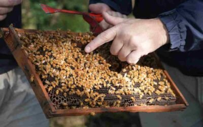 Personas inspeccionan un cuadro de una colmena cubierto de abejas.