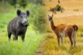 Imagen contextual de un jabalí y un guanaco, especies incluidas en la regulación de carnes de Río Negro.