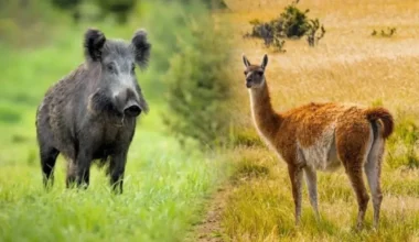 Imagen contextual de un jabalí y un guanaco, especies incluidas en la regulación de carnes de Río Negro.
