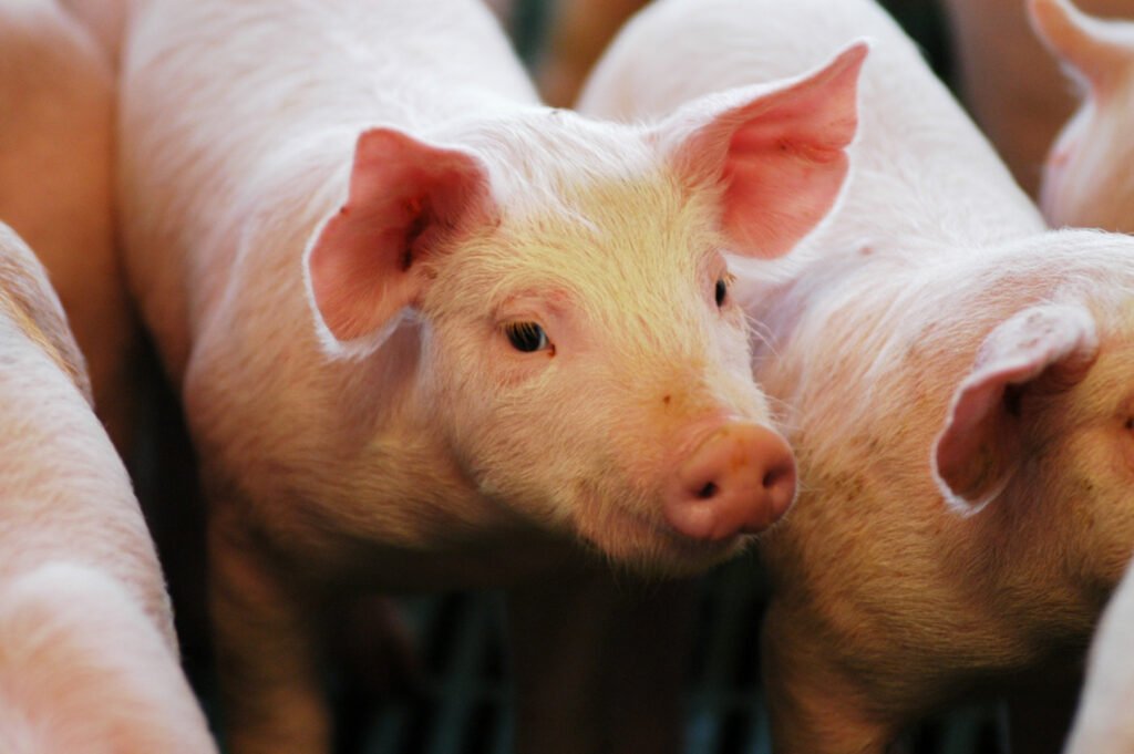 Imagen contextual de lechones, vinculada al sector porcino argentino.