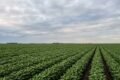 Imagen contextual de un lote agrícola sembrado, representativa de la campaña gruesa.