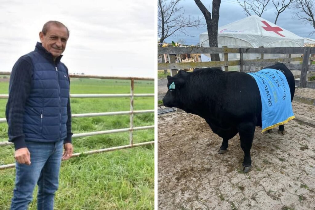 Montaje fotográfico de Ramón Díaz junto a un toro Angus con una banda de campeón.