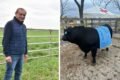 Montaje fotográfico de Ramón Díaz junto a un toro Angus con una banda de campeón.