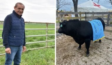 Montaje fotográfico de Ramón Díaz junto a un toro Angus con una banda de campeón.