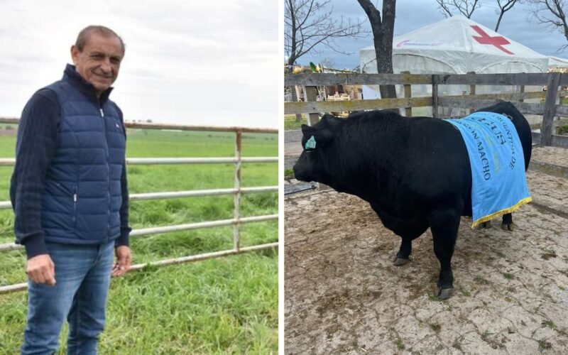 Montaje fotográfico de Ramón Díaz junto a un toro Angus con una banda de campeón.