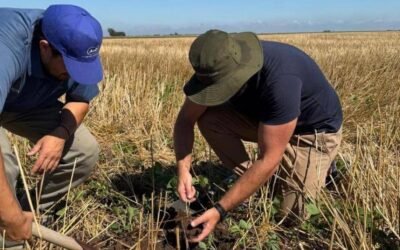 Imagen contextual de productores trabajando en un cultivo.