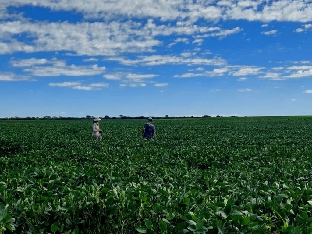 Imagen contextual de un cultivo de soja a campo abierto.