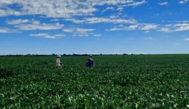 Imagen contextual de un cultivo de soja a campo abierto.