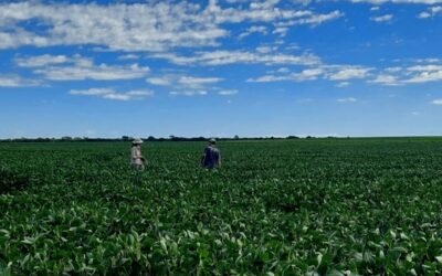 Imagen contextual de un cultivo de soja a campo abierto.
