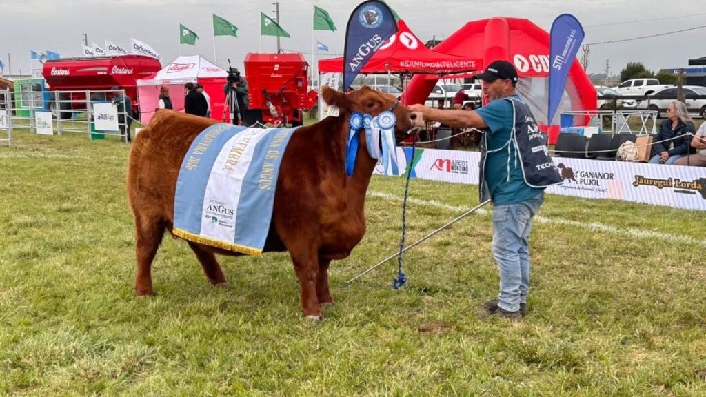 Ejemplar Angus con cintas de premiación junto a su presentador durante la Semana Angus de Primavera en Cañuelas.