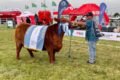 Ejemplar Angus con cintas de premiación junto a su presentador durante la Semana Angus de Primavera en Cañuelas.