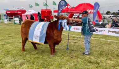 Ejemplar Angus con cintas de premiación junto a su presentador durante la Semana Angus de Primavera en Cañuelas.