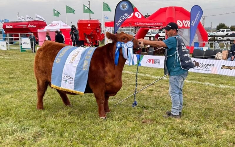 Ejemplar Angus con cintas de premiación junto a su presentador durante la Semana Angus de Primavera en Cañuelas.