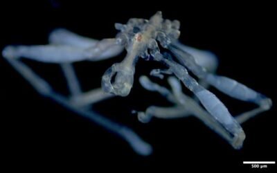 Primer plano de una araña de mar descrita en el estudio, con una escala de 500 micrómetros.