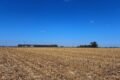 Imagen contextual de un campo agrícola cosechado.