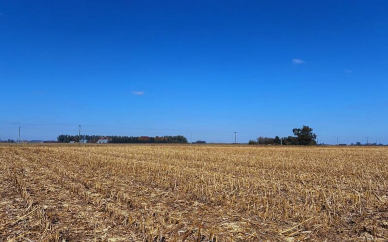 Imagen contextual de un campo agrícola cosechado.
