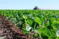 Imagen contextual de un cultivo de soja.