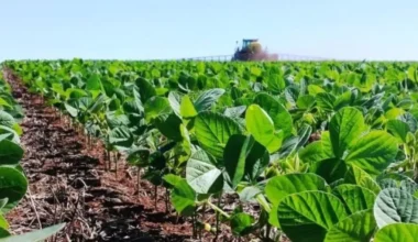 Imagen contextual de un cultivo de soja.