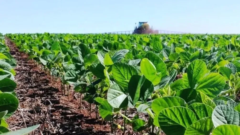 Imagen contextual de un cultivo de soja.
