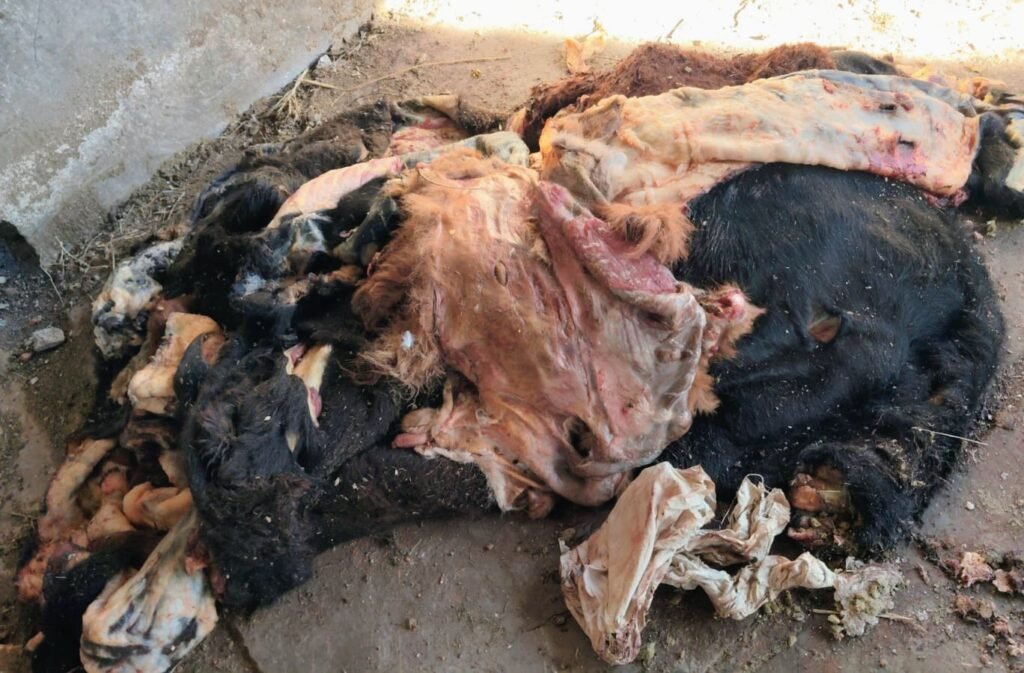 Restos de carne vacuna recuperados en la causa por abigeato en Villa Mercedes.