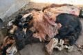 Restos de carne vacuna recuperados en la causa por abigeato en Villa Mercedes.