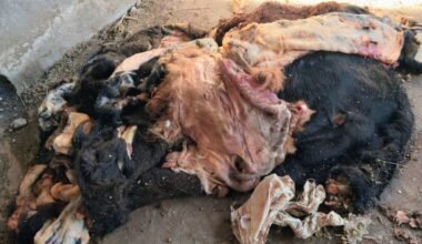 Restos de carne vacuna recuperados en la causa por abigeato en Villa Mercedes.