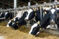 Imagen contextual de vacas lecheras en un tambo.