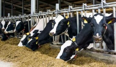 Imagen contextual de vacas lecheras en un tambo.