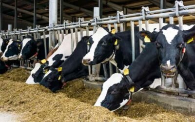 Imagen contextual de vacas lecheras en un tambo.
