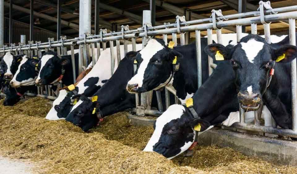Imagen contextual de vacas lecheras en un tambo.