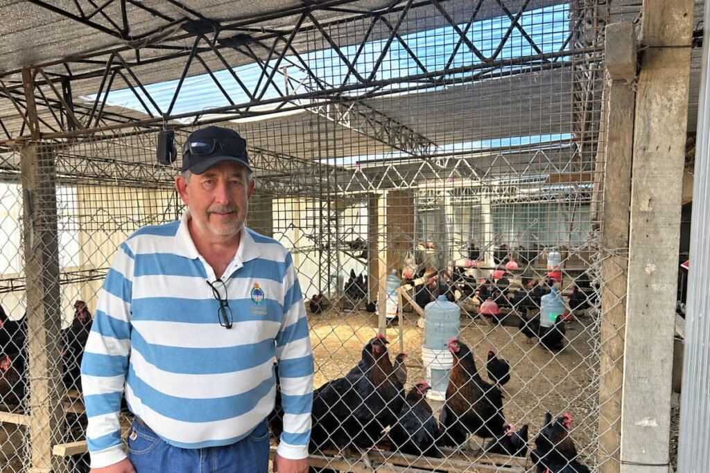Nelson Ginter junto a gallinas en un gallinero; imagen contextual de su producción avícola.
