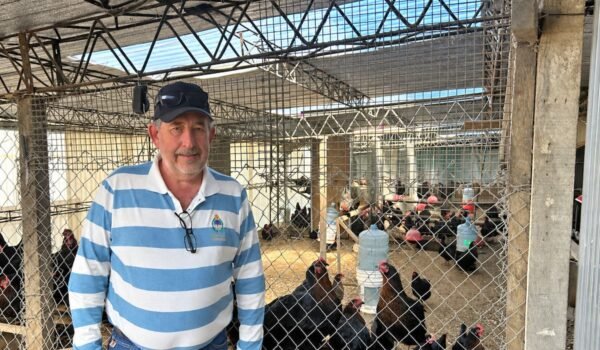 Nelson Ginter junto a gallinas en un gallinero; imagen contextual de su producción avícola.