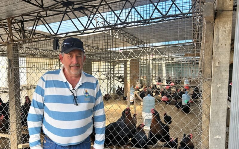 Nelson Ginter junto a gallinas en un gallinero; imagen contextual de su producción avícola.