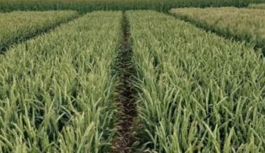 Imagen contextual de un cultivo de trigo.