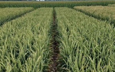 Imagen contextual de un cultivo de trigo.