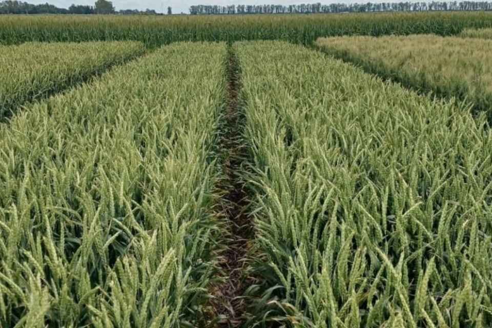 Imagen contextual de un cultivo de trigo.