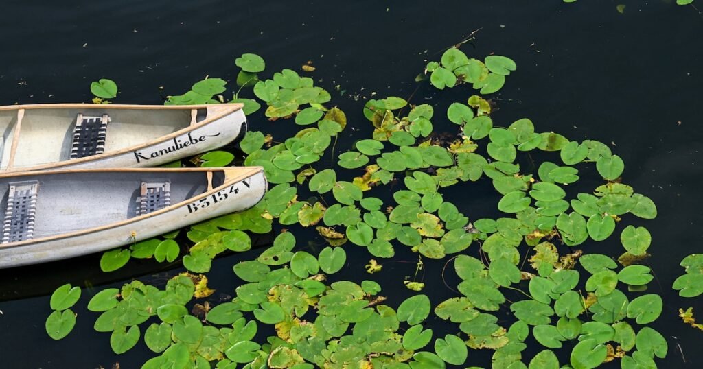 Imagen contextual de nenúfares flotando junto a botes.