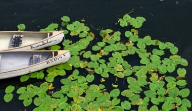 Imagen contextual de nenúfares flotando junto a botes.