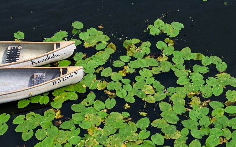 Imagen contextual de nenúfares flotando junto a botes.